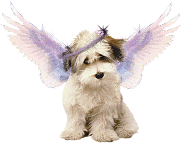 Glitters chien ange